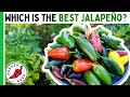 Which Is The BEST JALAPEÑO Pepper Tasting 8 Varieties Pepper Geek
