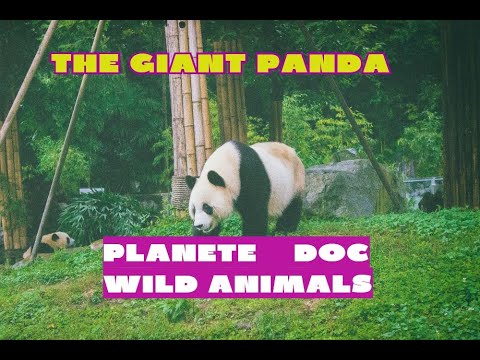GIANT PANDA IN THE WILD / LIFE OF RARE PANDA