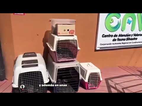 CAR rescatò 8 borugos que eran mantenidos en cautiverio en finca de Subachoque