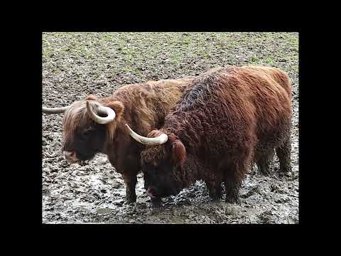 Heimat-Tierpark Olderdissen 25.01.2022 Diashow