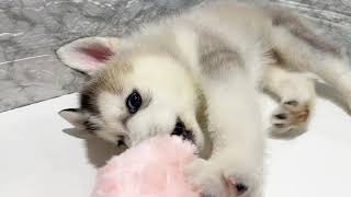 シベリアンハスキーの動画01