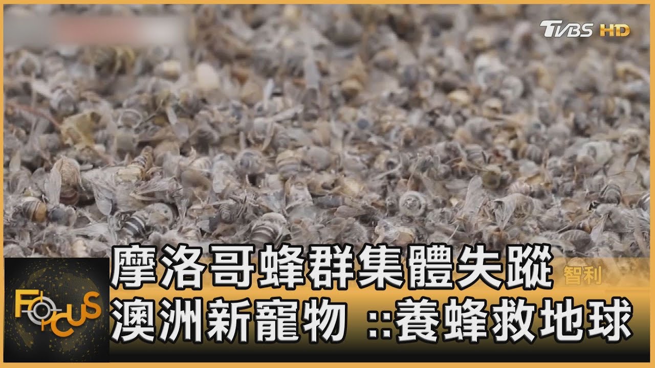 摩洛哥蜂群集體失蹤 澳洲新寵物 : 養蜂救地球