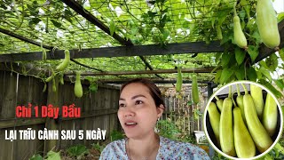#657|| Urgent Visit to the Garden After 5 Days of Being Away from Home _ Harvest Quickly to Bring...
