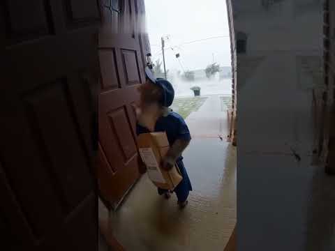 monkey swept away by tsunami