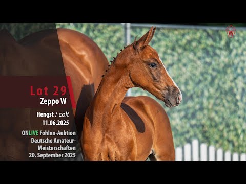 ONLIVE Fohlen-Auktion Lot 29 Zeppo W Hengst v. Zepp - Balou du Rouet
