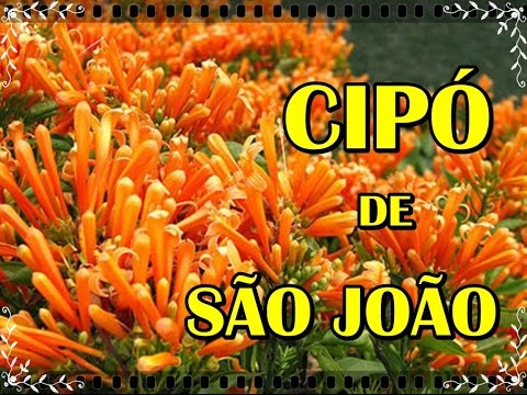 , title : 'CIPÓ DE SÃO JOÃO | PLANTA MEDICINAL'