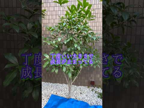 amenagement-paysager-escaliers-plantes-vertes-abri-jardin