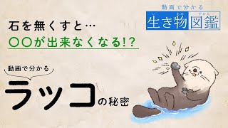 動画でわかる生き物図鑑-ラッコ編【ゆっくり紹介】