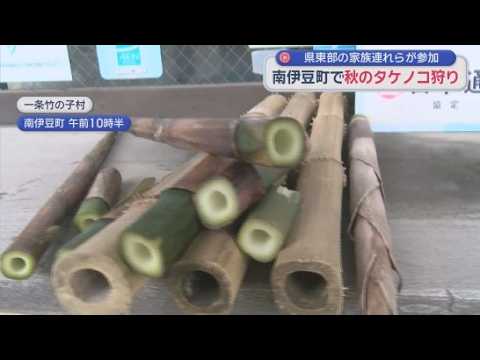 YouTube Video 秋のタケノコ狩り　四方竹で伊豆の秋を満喫　静岡・南伊豆町
