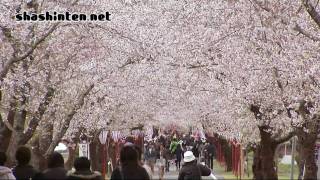 preview picture of video '桜並木 / 宮崎県都城市・母智丘公園 / 2010.03.30'