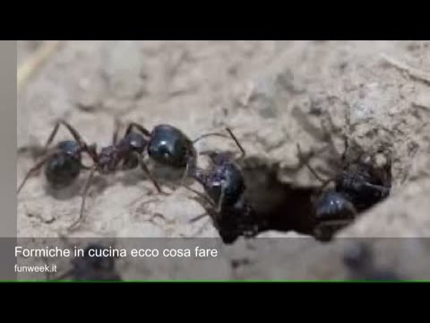 Ginnastica per la schiena di osteocondrosi Il mal di schiena in prossimità delle lame cause