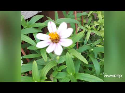 Home sown and  grown flowers