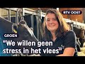 Romee (23) is Wagyu-boerin: koeien krijgen bier, Bach en massage | RTV Oost