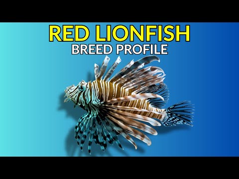 Red Lionfish Care Guide - Feeding Tank Setup Temperament