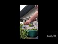 Processing A Lot Of Basil While The Cat Helps No Audio