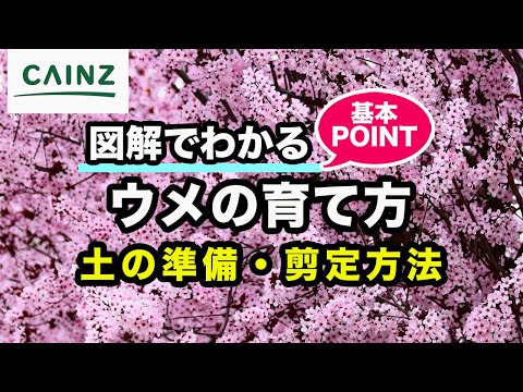 梅か梅か? 植物