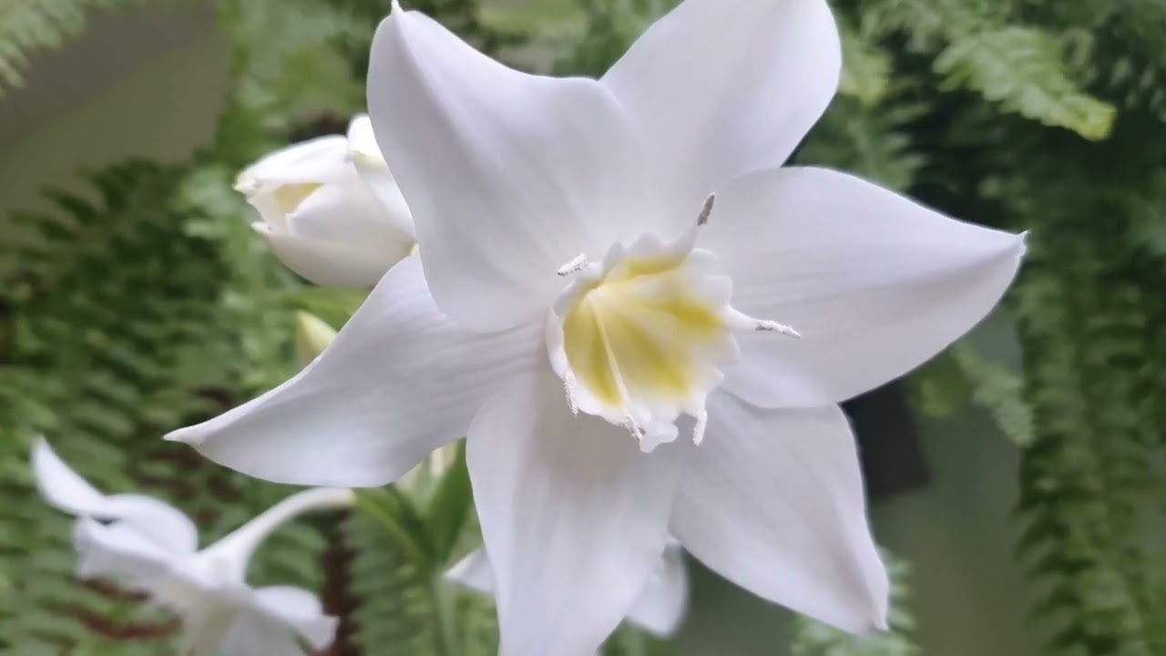 NO PÃO ESPIRITUAL, Emmanuel: Palavras de Vida Eterna, psicografado por Chico Xavier 08/10