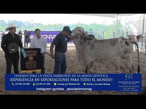 RANCHO “EL LAUREL” GYR; Sweeps the 12th Zebu Dairy Competition in Tampico.