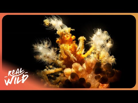 The Alien Sea Creatures Lurking Beneath the Surface