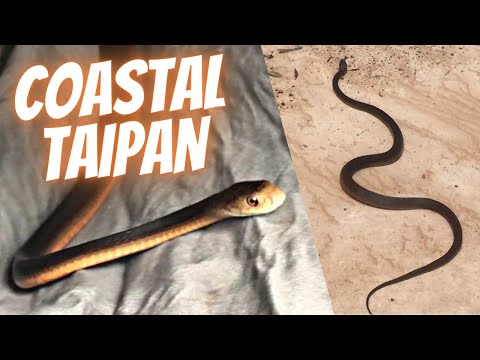 COASTAL TAIPAN: The Ultimate Snake - Poona