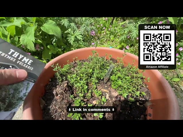 Best Thyme Seeds for Small Gardens - close-up view