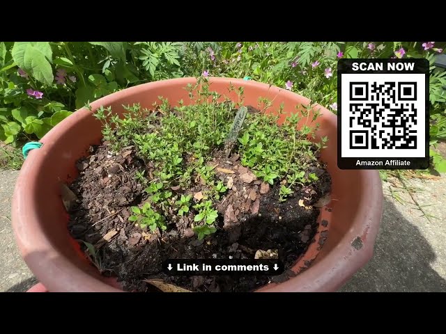 Best Thyme Seeds for Small Gardens - product in use