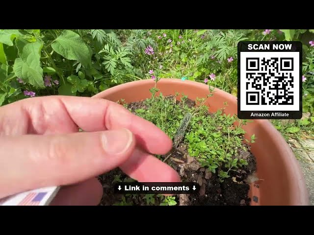 Best Thyme Seeds for Small Gardens - alternate angle
