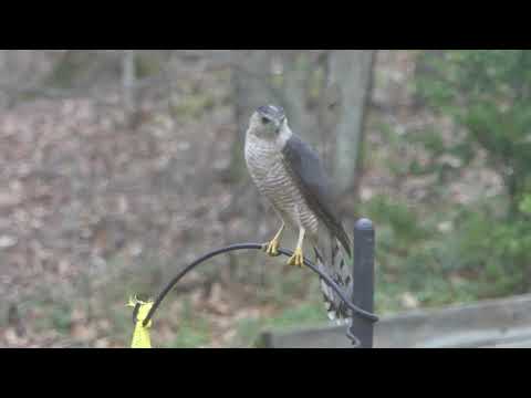 Hawk on Bird Feeder   Apr 20, 2019