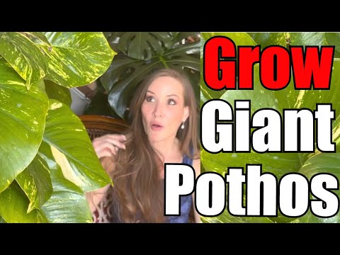 Grow Giant Pothos and Giant Pothos Leaves, Today! | Pothos Care Guide | Devil's Ivy Tips & Tricks