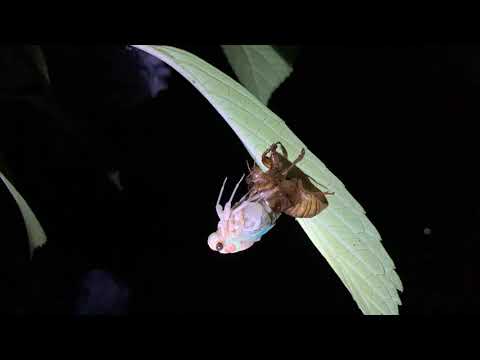 看護学科 セミの羽化動画その１