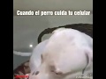 El mejor amigo del hombre, que duda cabe: es viral el video del perro que cuida que no le revisen el celular a su dueño