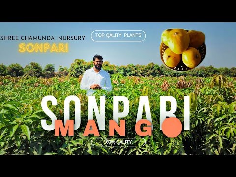 Sonpari Mango