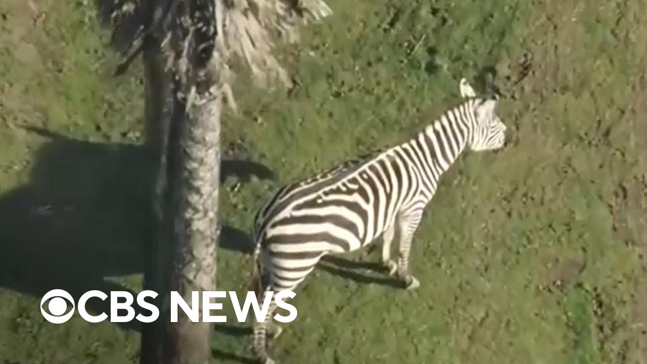 San Francisco Zoo, some schools evacuated amid temporary tsunami warning