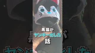 ヤンキーな黒猫 #Shorts