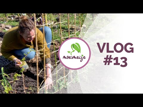 Videoposter