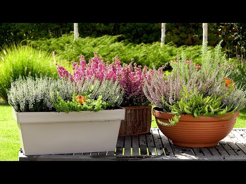 Wrzosy na balkon i taras - kompozycje i wymagania