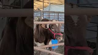 bonito color #toros #bull #rancho #animals #ganaderia #ganado