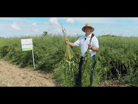 Rzepak ozimy LG Augusta