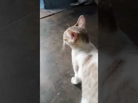 #subscribe #kittten #cat#catvideos #funny #amulu