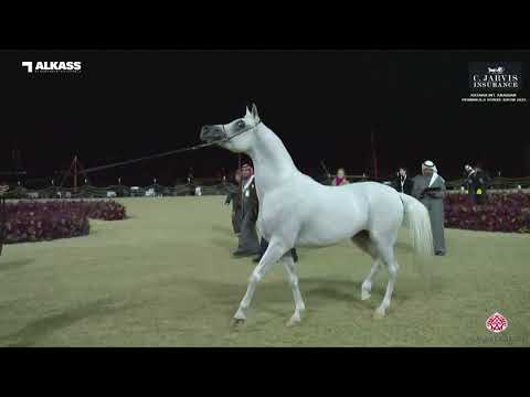 N.160 DHARI ALZOBAIR - Katara Int. Arabian Peninsula Horse Show 2023 - Stallions 7+ Years Old (C...