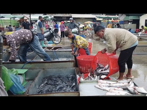 Amazing Cambodia Wet Market Fish @Chhbar Ampov  in the morning | Lively in Phnom Penh  Wet Market