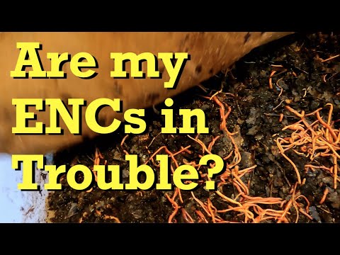 Radical action in a troubling ENC worm bin - vermicomposting