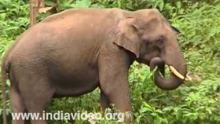 Elephants at  Eravikulam National Park