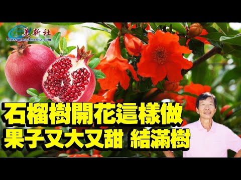 台灣適合種石榴嗎