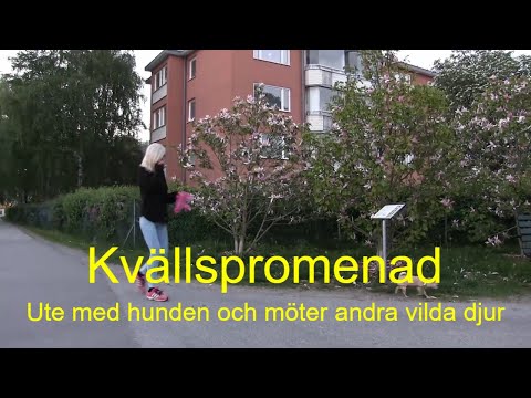 2021-06-02 KVÄLLSPROMENAD - Promenad med hunden och möter vilda djur ( arbetsvideo )