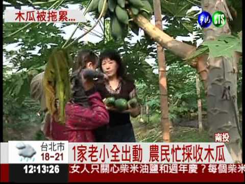 水果月曆害的? 木瓜價1斤跌15元