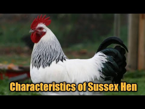 , title : 'Sussex Chicken Breed | Characteristics of Sussex | World of Poultry'