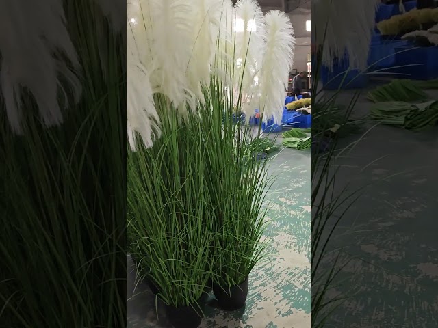 Vídeo relacionado con VMINOG Artificiales De Pampas 30 Pcs Pampas Secas Decoracion,55 Cm Hierba De Pampa Grass Grande,Decoración De Flores Secas,Plantas Artificiales,Boho para Decoración del Hogar(Azul)