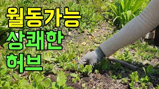여름철 유용한 추천 허브
