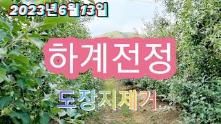 2023년 6월13일 하계전정 도장지 제거방법